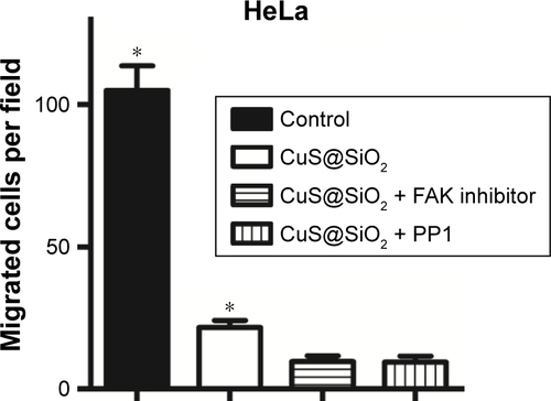 Figure S6 The number of migrated cells per field was calculated and statistically analyzed. The control group and the CuS@SiO2 group exhibited significant differences from the other groups (*P<0.05), but the difference between the two inhibitor groups was not significant (P>0.05).Abbreviation: FAK, focal adhesion kinase.