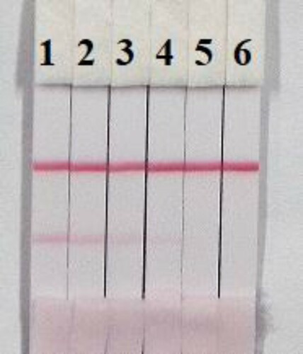 Figure 7. Colloidal gold immunochromatographic for MAB in 0.01 M PBS (pH 7.4). MAB concentration: 1 = 0 ng/mL; 2 = 0.5 ng/mL; 3 = 1 ng/mL; 4 = 2.5 ng/mL; 5 = 5 ng/mL; and 6= 10 ng/mL.