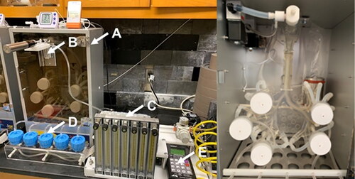 Figure 1. The in vitro model of the human respiratory tract. (A) Thermostat chamber with a respiratory tract cast, (B) puff pinch valve, (C) variable area flowmeters, (D) GFB glass fiber filter holders, (E) programmable valve controller.