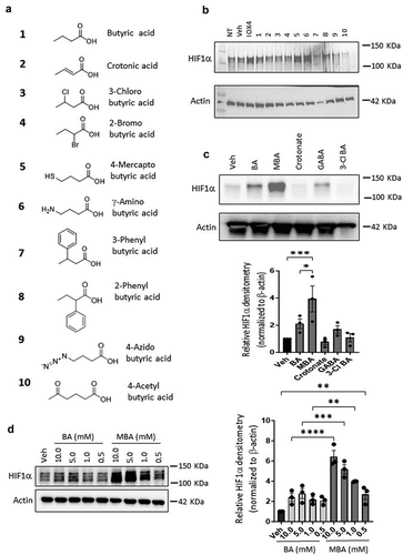 Figure 1. MBA stabilizes HIF.