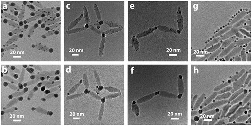 Figure 2. (a, b) Au-decorated CdSe nanorods before (a) and after (b) thermal annealing; (c-f) Isolated and interconnected Au-decorated CdSe nanorods before (c, e) and after (d, f) thermal annealing. CdSe nanorods are connected through Au domains located at the nanorods’ tips; (g, h) CdSe nanorods and Au nanocrystals before (g) and after (h) thermal annealing. After annealing, new Au domains formed at the tip of the CdSe nanorods. Reprinted with permission from [Citation28]. Copyright [2010] American Chemical Society.