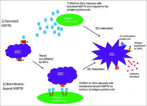 Figure 1. A schematic of the proposed mechanism of adjuvanticity of membrane bound and secreted HSP70. Tissue surveillance by immature DCs (iDCs) may result in recognition and binding to (1) secreted HSP70 or (2) membrane-bound HSP70, which represent danger signals (DAMPs), and thus the DCs are attracted to the antigen-positive cells. HSP70/TLR ligation results in DC maturation and co-stimulatory molecule upregulation and cytokine secretion. In turn, the mature DC expressing these co-stimulatory molecules process and present antigen in a MHC-restricted manner, migrate to the lymph nodes and interact with naive T cells to generate antigen-specific T cells.