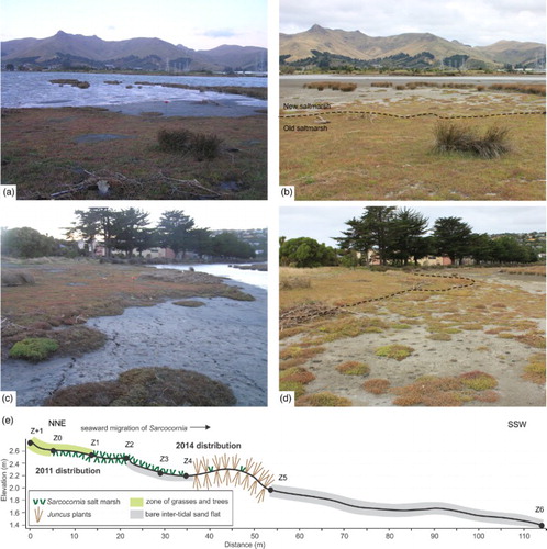 Figure 10. Site photographs and profile schematic showing change at the Settlers Reserve site. A, April 2011 looking seaward with the Sarcocornia salt marsh in the foreground with the intertidal sandflat seaward, and Juncus salt marsh partly inundated. Image taken at high spring tide when Sarcocornia marsh would normally be partly or completely inundated. B, Same view as A in March 2014 showing migration of Sarcocornia salt marsh across previous intertidal sand flat, and extension toward Z4 and Juncus salt marsh. Previous limit of Sarcocornia marsh marked by dashed line. C, April 2011 looking eastward across seaward margin of Sarcocornia salt marsh (Z2). D, Same view as C in March 2014 showing seaward migration of Sarcocornia salt marsh, dashed line indicates approximate position of Z2 and 2011 salt marsh margin. E, Schematic profile of Settlers Reserve western transect (SRW) with pre-subsidence distribution of key flora shown below profile-line, and February 2014 floral distribution shown above the profile line.