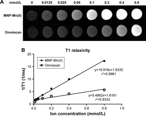 Figure 1 (A) T1-weighted MRI of MNP-Mn(II) and Omniscan aqueous solutions. (B) Plots of T1 relaxation rates (1/T1) for MNP-Mn(II) and Omniscan aqueous suspensions based on metal ion (ie, Mn2+, Gd3+) concentrations (mM). The slope of each regression represents the relaxivity (ie, r1).Abbreviations: MNP-Mn(II), manganese (II) ions chelated to melanin nanoparticles; MRI, magnetic resonance imaging.