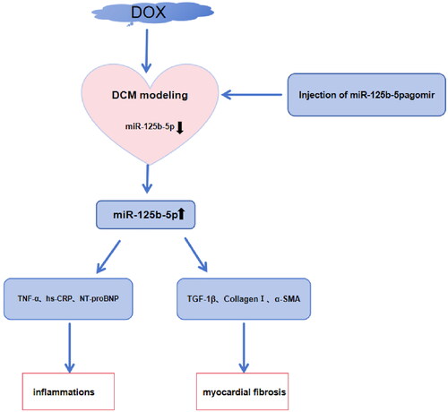 Figure 2. The flowchart of detection indicators and the mechanism diagram of this study.