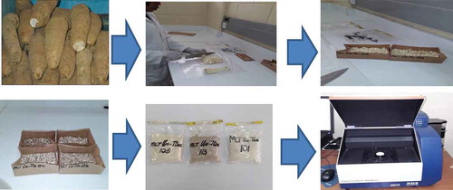 Figure 1. Work flow in screening of yam genotypes on the Near-Infrared Reflectance Spectrophotometer.