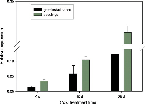 Figure 6. BrcLFY gene expression of germinated seeds and seedlings in response to cold treatment.