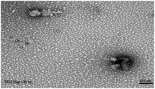 Figure 7. TEM photograph of lacidipine proniosomal gel formulation.