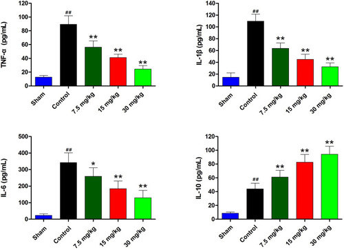 Figure 4 Effects of 7-OBA on TNF-α, IL-1β, IL-6, and IL-10 of mice after CLP surgery. ##p<0.01 indicates an extremely significant difference; As compared with the control group, *p< 0.05 indicates a significant difference, **p<0.01 indicates an extremely significant difference.