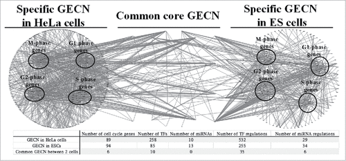 Figure 4. Specific and common core GECNs of HeLa cells and ESCs. Specific and common core networks were selected by PGNP with 0.001 (HeLa cells) and 0.1 (ESCs) thresholds. For each core network, inner circles contain miRNAs; middle circles correspond to cell cycle genes; and outer circles include TFs.