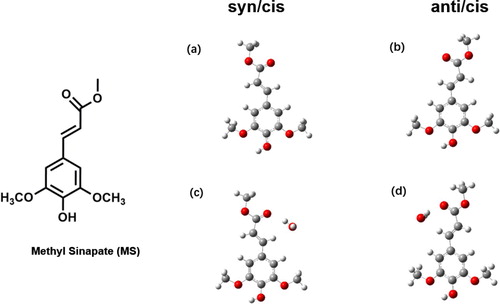Figure 1. Molecular structure of conformers of methyl sinapate and its complex with a single water molecule. Conformers (a) and (c) correspond to the syn/cis conformation of the bare molecule and its complex with H2O in a configuration designated as II, respectively. Conformers (b) and (d) correspond, respectively, to the anti/cis conformation and its complex with H2O in the II configuration.