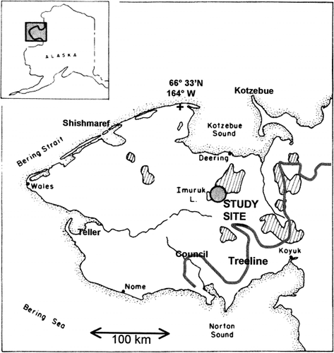 FIGURE 1. Map of the Seward Peninsula showing the location of several 1977 fires (crosshatched areas), treeline, and the Imuruk Lake study site