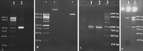 Figure 1. Agarose gel electrophoresis of the PCR amplified integrase gene (A); pattern of restriction enzyme digestion of pET-22b containing intI fragment (B); colony PCR of top10F' transformants (C); digested recombinant plasmid pET22-intI (D).