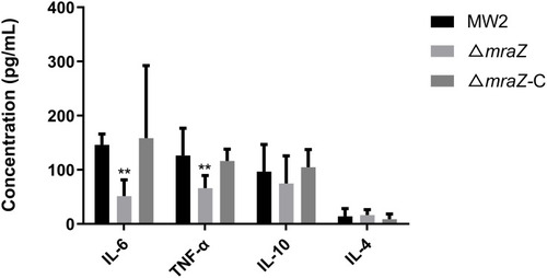 Figure 6 Comparison of Cytokine expression levels in mice after infection with MW2, ΔmraZ and ΔmraZ-C, respectively. **p<0.01.