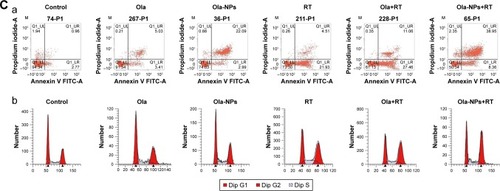 Figure 4 IHC and flow cytometry.Notes: (A) Representative images of IHC of diverse group for the evaluation of γ-H2AX, Ki-67, CD-31, and CC3 (magnification ×400). (B) Quantitative analysis of γ-H2AX (a), CC3 (b), apoptosis (c), Ki-67 (d), CD-31 (e), and cell cycle (f) in transplantable tumors from mice in each groups. Ola-NPs + RT group resulted in a significantly increase in the expression of γ-H2AX and CC3, while a decrease in Ki-67 and CD-31. (C) Apoptosis in Ola-NPs+RT group was mainly presented as advanced apoptosis. (a) Apoptosis of tumor cells; (b) cell cycle distribution of tumor cells. Ola-NPs + RT group showed a significant increase in the percentage of cells in the G2 phase (P<0.05 in all cases). *P<0.05; **P<0.01.Abbreviations: IHC, immunohistochemistry; Ola, free olaparib; Ola-NPs, olaparib nanoparticles; RT, radiotherapy.