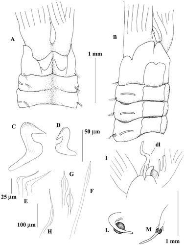 Figure 6 Megalomma messapicum n.sp.: A, anterior end, dorsal view; B, anterior end, ventral view; C, thoracic uncinus; D, abdominal uncinus; E, companion chaetae; F, superior thoarcic notochaeta G, inferior thoracic notochaetae; H, abdominal neurochaeta; I, dorsal lip; L, eye from the dorsalmost radiole; M, eye from another radiole; dl = dorsal lip.