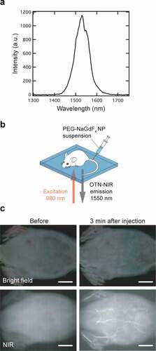 Figure 5. NIR fluorescence imaging of a live mouse. (a) OTN-NIR down-conversion fluorescence spectrum of PEG-NaGdF4:Yb3+,Er3+ NPs (Spectral acquisition conditions: dispersion medium, distilled water; excitation wavelength, 980 nm; power, 0.5 mW/cm2). (b) Illustration of the NIR fluorescence imaging of a live mouse under 980 nm excitation (0.5 W/cm2) using an SAI-1000 imaging system. (c) NIR fluorescence images (lower) and images under bright-field illumination (upper) of a live mouse before (left) and after 3 min (right) of the administration of NP#1. Scale bars represent 10 mm