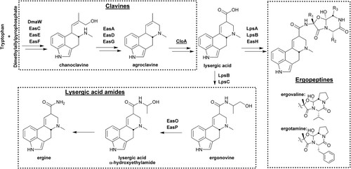 Figure 1. Biosynthesis of ergot alkaloids associated with endophyte–plant symbioses. Double arrows indicate one or more omitted intermediates. Relevant enzymes associated with catalysis are indicated. At the branch point, combinations of peptide synthetases LpsA, LpsB, and LpsC are required to produce ergot alkaloids or lysergic acid amides (Lorenz et al. Citation2009; Ortel & Keller Citation2009). For the ergopeptines, R1, R2, and R3 refer to the side-groups of the three amino acids linked to lysergic acid to create the various final products.