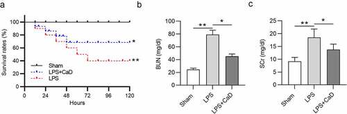 Figure 1. Effect of CaD on survival and renal dysfunction. (a) Survival rate of mice in sham, LPS and LPS + CaD groups. (b-c) BUN and SCr levels in kidneys in mice in sham, LPS and LPS + CaD groups. N = 10 in each group. *p  <  0.05; **p  <  0.01.