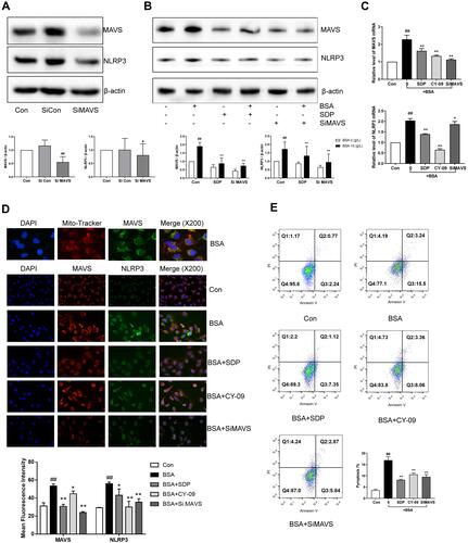 Figure 7 SDP inhibited the localization and activation of NLRP3 in mitochondria by regulating MAVS protein. (A, B) The effects of MAVS siRNA and SDP on BSA-induced cell injury. HK-2 cells were transfected with either NLRP3 siRNA or control siRNA for 8 h. The transfected cells were incubated with BSA for 24 h. HK-2 cells were divided into 6 groups - Control, BSA (10 g/L), SDP (1 g/L), BSA (10 g/L) + SDP (1 g/L), siMAVS (80 nmol/L), and BSA (10 g/L) + MAVS (80 nmol/L). Cell lysates were subjected to Western blotting to measure MAVS and NLRP3 levels. (C) mRNA levels of NLRP3 and MAVS were measured using RT-PCR. (D) The co-localization of MAVS and NLRP3 was observed using immunofluorescence staining. (E) Annexin V -FITC and PI channels were used to observe cell pyroptosis. Data are expressed as means ± SD; n = 3. #P < 0.05; ##P < 0.01 vs control. *P < 0.05; **P < 0.01 vs the BSA group.