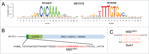 Figure 3. MSE prediction. (A) Logos of the predicted MSE (M01515) are shown as graphs plotting information content (y-axis) vs. position for each base in the sequence for forward (left) and reverse (right) DNA strands (x-axis). (B) A schematic represents the MSE in dark green, the 5′-UTR in light green and ORC1 in light blue. A black line represents the top DNA strand (+). The chromosome number is indicated. The base coordinates and the base composition of the 5′-mORC1 region, which contains a predicted MSE (bases are shown in red with the core bases enlarged and in bold), are shown at the bottom. (C) The predicted ORC1 MSE is aligned with the Sum1 target motif; a vertical line indicates base matches and similarities. Bases in the core sequence are given in red.