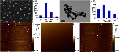 Figure 6 Nano-feature of RGDV-gemcitabine. (A) Nano-feature of the powders lyophilized from a solution of RGDV-gemcitabine in ultrapure water (pH 6.7, 0.01 μM) imaged with SEM; (B) nano-feature of RGDV-gemcitabine in ultrapure water (pH 6.7, 0.01 μM) imaged with TEM; (C) nano-feature of RGDV-gemcitabine in ultrapure water (pH 6.7, 0.01 μM) imaged with AFM (C); (D) nano-feature of mouse serum imaged with AFM; (E) nano-feature of RGDV-gemcitabine in mouse serum (0.01 μM) imaged with AFM.Abbreviations: SEM, scanning electron microscopy; TEM, transmission electron microscopy; AFM, atomic force microscopy; RGDV-gemcitabine, 4-(Arg-Gly-Asp-Val-amino)-1-[3,3-difluoro-4-hydroxy-5-(hydroxylmethyl)oxo- lan-2-yl]pyrimidin-2-one.