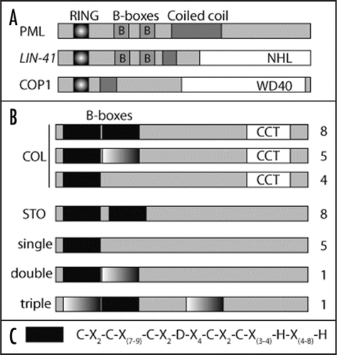 Figure 1 (A) Schematic representation of domains present in PML and LIN-41, two RBCC proteins found in animals and the Ring finger, coiled-coil domain containing COP1 protein. NHL and WD40 are protein interaction domains. (B) Classification and schematic representation of the 32 B-box containing proteins in Arabidopsis. Black boxes represent B-boxes present in all Arabidopsis proteins, whereas graded boxes indicate a variant of B-box containing Glu or His as the fourth zinc-coordinating residue. CCT represents the CO, CO-like, TOC1 domain. Numbers indicate members in each class. (C) Consensus sequence of the B-box found in all Arabidopsis proteins containing an Asp as the fourth zinc-coordinating residue.