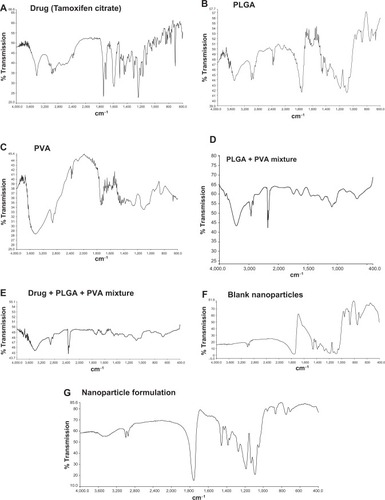 Figure 1 Fourier transform infrared spectroscopy spectra.Notes: (A) Tamoxifen citrate; (B) polylactide-co-glycolide (PLGA); (C) polyvinyl alcohol (PVA); (D) mixture of PLGA and PVA; (E) mixture of PLGA, PVA and Tamoxifen citrate; (F) blank nanoparticles (without drug); (G) nanoparticles loaded with Tamoxifen citrate.