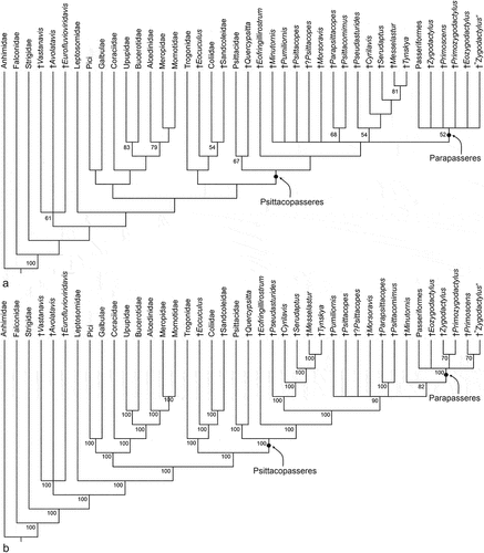 Figure 11. (A) Strict consensus tree of 84 most parsimonious trees resulting from the phylogenetic analysis (L = 300, CI = 0.34, RI = 0.62); bootstrap support values are indicated next to the internodes. (B) Majority rule consensus tree; the numbers indicate the percentage of individual trees in which the respective nodes were present.