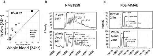 Figure 2. Improved correlation of in vitro stability with in vivo stability using whole blood. Correlation of TDC in vivo stability with unfrozen whole blood compared to in vivo at 24 h (a) using the same 13 conjugates evaluated in plasma (Figure 1). (b, c) Specific examples of MS spectra of in vivo DAR stability profiles (B, C bottom) compared to stability profile in whole blood (top) for an anti-HER2 TDC conjugated with an anthracycline analog (PNU) (b) and an anti-HER2 TDC conjugated to MMAE (c). Axes in (A) represent the loss of drug percentage relative to 0 hr. MS peak labels indicate an antibody (Ab, glycated (Glc)) with one linker drug (+ LD) or two (+ 2*LD) can have drug lost and replaced by a cysteine (+ Cys) or a glutathione (+ GSH) or modified (-E). A 96 h time-point in whole blood was not evaluated because, after 48 h at 37°C, the samples could not be processed due to clotting of the whole blood