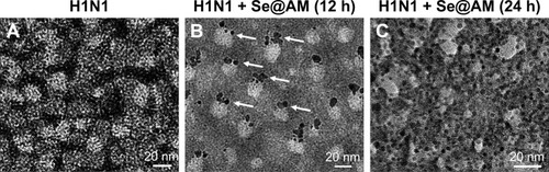 Figure 5 Morphologic abnormalities in Se@AM-treated H1N1.Notes: (A) The HR-TEM negative staining. (B and C) H1N1 virus interacting with Se@AM at 12 and 24 h. White arrows indicate the Se@AM nanoparticles.Abbreviations: AM, amantadine; HR, high resolution; Se@AM, AM-modified SeNPs; SeNPs, selenium nanoparticles; TEM, transmission electron microscopy.