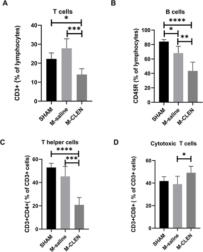 Figure 3 Adaptive cell subpopulations in the sham-operated and saline, β2-ARs agonist CLEN treated MCAO mice. (A) Percentages of CD3+ total T cells (n = 5 per group), (B) B cells (CD45R+) in the blood 72 h after stroke in the SHAM, M-saline, and M-CLEN groups (n = 5 per group). (C) Percentages of T helper cells (CD3+CD4+) and (D) Cytotoxic T cells (CD3+CD8+) in CD3+ total T cells in the blood 72 h after stroke in the SHAM, M-saline and M-CLEN groups (n = 5 per group). *p < 0.05, **Indicates p < 0.01, ***Indicates p < 0.001 and ****Indicates p < 0.0001, one-way ANOVA with Holm–Sidak correction.