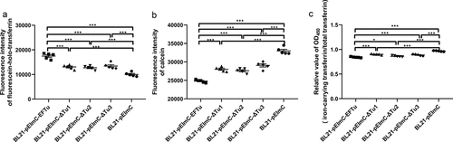 Figure 6. Overexpressed EFTu promotes the binding of holo-transferrin and iron uptake by E. coli. (a) BL21-pEimc, BL21-pEimc-EFTu, BL21-pEimc-δtu1, BL21-pEimc-δtu2, and BL21-pEimc-δtu3 strains were incubated with fluorescein-holo-transferrin, then the fluorescence intensity of fluorescein-holo-transferrin bound to bacteria was detected. (b) Five BL21 strains carrying a series of pEimc plasmids were stained with calcein-AM. Quenching of calcein fluorescence indicating iron uptake was measured in the presence of holo-transferrin at excitation 490 nm and emission 538 nm. (c) Five BL21 strains carrying a series of pEimc plasmids were incubated with desthiobiotinylated holo-transferrin in M9 medium. Protein in supernatants were coated on the ELISA plate. Iron-carrying transferrin and total transferrin signals were detected using anti-transferrin antibody and HRP-streptavidin, respectively. Relative values of OD450 were calculated as the ratio of the iron-carrying transferrin signal to total transferrin signal. Data are expressed as the mean ± standard error. Statistical differences were determined using unpaired t-test. ns, not significant; *P <0.05; **P <0.005; ***P <0.001.