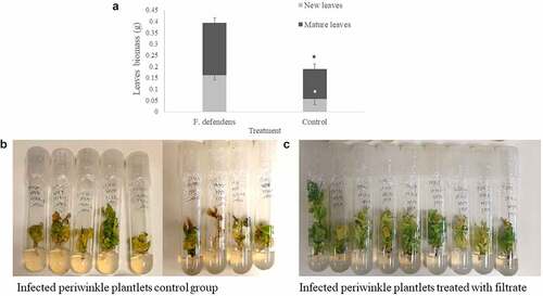 Figure 3. The effects of F. defendens filtrate treatment on the growth of phytoplasma-infected periwinkle plantlets at 21 days post-treatment. A. Plant biomass of mature and new leaves. B. Control: infected periwinkle plantlets treated with 1 mL of filtrate prepared from sterile S-medium. C. infected periwinkle plantlets treated with 1 mL of filtrate prepared from a 10 day F. defendens cell suspension. Each plantlet was dipped in filtrate for 24 h before being replanted in plant medium. Data are given as means with standard deviations from nine replicant samples. *P < .05.