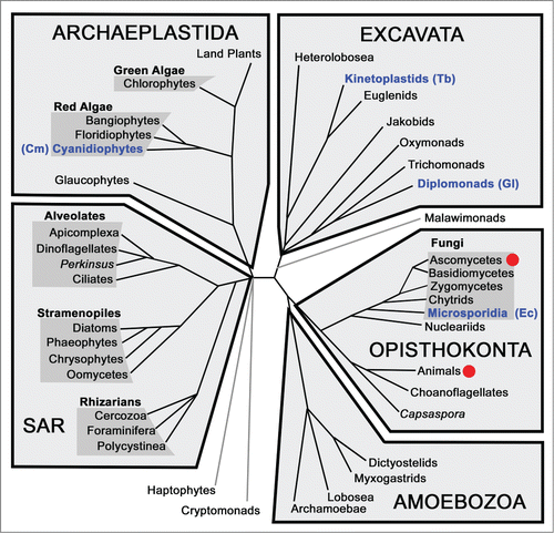 Figure 2. Schematic of eukaryotic relationships highlighting studies of splicing. Red dots indicate a lineage in which there has been extensive biochemical characterization of splicing factors and mechanisms. Clades containing organisms with reduced spliceosomes discussed in this review are in blue text with species names in parentheses: Cm - C. merolae, Ec - E. cuniculi, Gl - G. lamblia, Tb - T. brucei.