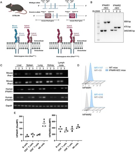 Figure 1. Generation of IFNAR extracellular-humanized mice. (A) Schematic representation of the knock-in strategy for the IFNAR-hEC coding gene. Two knock-in vectors were constructed by inserting cDNA encoding the extracellular domain of human IFNAR fused with the mouse transmembrane and cytoplasmic segments into the respective mouse Ifnar1 and Ifnar2 genomic loci. Arrows indicate PCR primers for genotyping. (B) A representative result of genotyping to confirm the homozygosity of IFNAR-hEC knock-in alleles. Wild-type alleles were regarded as bands at 345/346 bp; Ifnar1 and Ifnar2 knock-in alleles were regarded as bands of 859 and 470 bp, respectively. (C) Representative results of RT-qPCR analysis for the tissue distribution of mouse Ifnar and IFNAR-hEC transcriptional level. Numbers above denote the mouse genotypes: (1) Ifnar+/+, (2) IfnarhEC/+, (3) IfnarhEC/hEC. (D) Flow cytometry analysis for the expression of IFNAR-hEC in Ifnar+/+ (wild-type) and IfnarhEC/hEC (Ho) by human IFNAR1/2 antibodies. (E) Expression levels of hIFNAR-EC on different lymphocyte subsets in IfnarhEC/hEC.