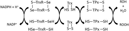 Figure 1. Scheme of functioning of thioredoxin-dependent system.