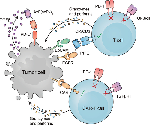 Figure 6. Schematic representation of the combined effect of T cell redirection and PD-L1/TGF-β blocking. Graphic interpretation of how T cell-mediated lysis of tumor cells is improved in the presence of AxF (scFv)2.
