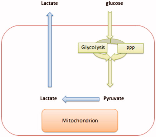 Figure 1. A model that describes the cytoplasmic utilization of glucose through either glycolysis or PPPs.