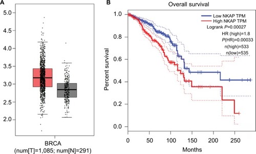 Figure 1 The boxplot of the mRNA expression of NKAP in BRCA and survival percentage of BRCA patients with high or low NKAP expression.Notes: High NKAP expression in breast cancer represented a poor prognosis. (A) The boxplot of mRNA expression of NKAP in BRCA. The red and gray boxes represent breast tumor and normal tissues, respectively. The data were obtained from TCGA database. The y-axis indicates the log2-transformed gene expression level. (B) The survival percentage of BRCA patients with high or low NKAP expression.Abbreviations: BRCA, breast invasive carcinoma; N, normal; T, tumor; TPM, trans per million.