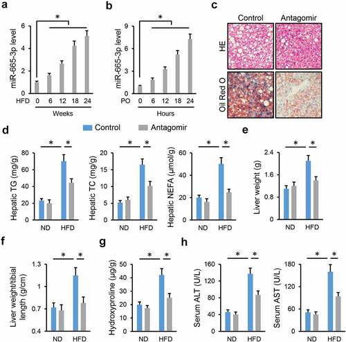 Figure 1. miR-665-3p antagomir alleviates NAFLD progression in mice. (a) The levels of miR-665-3p in HFD mice. (b) The levels of miR-665-3p PO-stimulated primary hepatocytes. (c) HE and oil red O staining of liver tissues. (d) Hepatic levels of TG, TC and NEFA. (e-f) Quantification of the liver weight and liver weight/tibial length. (g) Hepatic hydroxyproline levels. (h) Serum ALT and AST levels. All results were expressed as the means ± standard deviations, n = 6 for each group, and *P < 0.05 was considered statistically significant. n.s. indicated no significance.