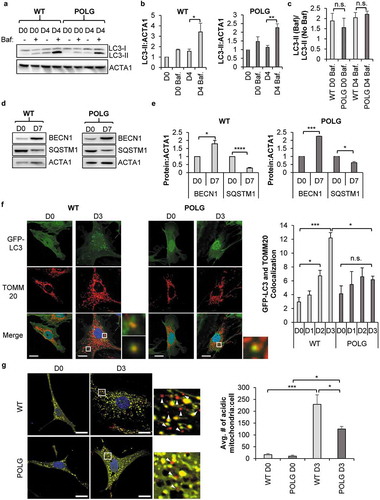 Figure 1. POLG CPCs have reduced mitophagy upon induction of differentiation. (a) Representative western blots of LC3-II and ACTA1 in WT and POLG CPCs after incubation in differentiation medium (DM). To assess flux, cells were incubated with 50 nM bafilomycin A1 (Baf) for 4 h before harvesting cells. (b) Quantification of LC3-II:ACTA1 in WT CPCs and POLG CPCs (n = 3). (c) Quantification of LC3-II:ACTA1 ± Baf in WT and POLG CPCs (n = 3). (d) Representative western blots of BECN1 and SQSTM1 in WT and POLG CPCs. Cells were incubated in DM for 7 d. (e) Quantitation of BECN1:ACTA1 and SQSTM1:ACTA1 in WT and POLG CPCs (n = 3). (f) Representative fluorescent images of WT and POLG CPCs overexpressing GFP-LC3. Quantitation of GFP-LC3 and TOMM20 colocalization in WT and POLG CPCs (n = 3). Cells were incubated in DM for the indicated time, fixed, and stained with anti-TOMM20 to label mitochondria. Scale bar: 20 μm. (g) Representative fluorescent images of WT and POLG CPCs overexpressing COX8-EGFP-mCherry at D0 and D3. Quantification of acidic (red-only) mitochondria in WT and POLG CPCs (n = 3). Data are mean ± SEM. *p < 0.05; **p < 0.01; ***p < 0.001; ****p < 0.0001; n.s., not significant.