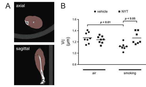 Figure 5 Volumetric evaluation of lower hindlimb muscle.