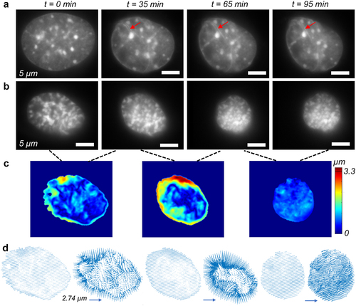 Figure 5. Single cell level chromatin tracking of individual Nucblue stained nuclei in the control group of NIH 3T3 cells. (a) Snapshots of a single nucleus shows that it undergoes intranuclear shape change as shown by the change in the nuclear shape and area. Wrinkling of the nucleus is visible in several regions (red arrow). (b) Another example of a nucleus undergoing more extreme shape and area change. In both cases, nuclear ruffling (irregularities) is not visible in the xy plane which is the plane shown the images. (c) Rigid body motion corrected absolute displacement map of the chromatin shows the chromatin remodeling at different pairs of timesteps i.e., 0 to 35 min, 35 min to 65 min, and 65 min to 95 min. (d) Vector map of the displacement field shows significant heterogeneity in the intranuclear space showing how the chromatin flows to place the nucleus inside the nucleus during the cell migration. The vector map at the right corresponding to the scale bar. The vector map in left shows scaled plots to show the exact location of the vectors, but do not represent the actual displacement magnitude.