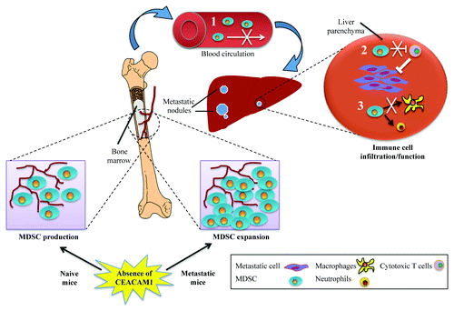 Figure 1. Dysregulation of bone marrow myeloid-derived suppressor cells in CEACAM1-deficient mice under metastatic challenge. Upon formation of metastatic nodules in the liver, Ceacam1−/− (but not wild type) bone marrow (BM) myeloid-derived suppressor cells (MDSCs) undergo expansion. However, this is not followed by increased MDSC infiltration into metastatic livers. Given that the adoptive transfer of wild type MDSCs into Ceacam1−/− mice results in increased metastatic burden, several possible mechanisms can be proposed to explain the role of CEACAM1 in tumor metastasis. (1) migratory defect of BM MDSCs; (2) reduced cytotoxic T-cell inhibition by MDSCs; or (3) blockage of monocytic and/or granulocytic differentiation. As a consequence, tumor infiltration/effector functions of MDSCs are diminished in Ceacam1−/− livers, resulting in enhanced immune responses that efficiently eliminate/control metastatic tumor cells.