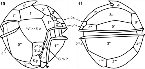 Figs 10, 11. Herdmania litoralis: plate pattern. 10. Ventral view; note the spine-like posterior ventral list (arrowhead). 11. Dorsal view. Labels: 1′ to 4′, apical plates; 1′′ to 7′′, precingular plates; 1a to 3a, anterior intercalary plates; 1′′′ to 6′′′, postcingular plates; 1′′′′ and 2′′′′, antapical plates; ‘x’, ‘x’ plate; S.a., anterior sulcal plate; S.d., right sulcal plate; S.p., posterior sulcal plate; S.m., median sulcal plate.