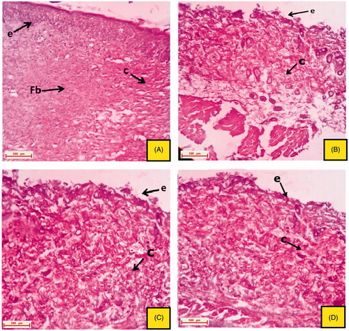 Figure 3. Histological section of the skin tissue obtained from the 16th day excision wound model. (A) Normal control group; (B) positive control group (untreated); (C) group treated with CMC 0.5% w/v, p.o.; (D) group treated with an ointment base (topical) (indications of arrow marks: e: epithelial layer; Fb: fibroblast cells; c: collagen; re: re-epithelialization; hf: hair follicle).