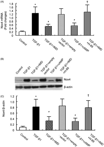 Figure 5. TGF-β1-induced Nox4 expression is abolished by IMD gene-transfer via PKA-dependent pathway. (A) Nox4 mRNA expression measured by quantitative RT-PCR in NRK-52E. (B) Representative Nox4 protein expression measured by Western blot in NRK-52E. (C) Densitometric quantifications of band intensities from Western blot for Nox4/β-actin in NRK-52E. Data in bar graphs are means ± SD, n = 6. *p < .05 versus control group; #p < .05 versus the TGF-β1 group; †p < .05 versus the TGF-β1 + IMD group.