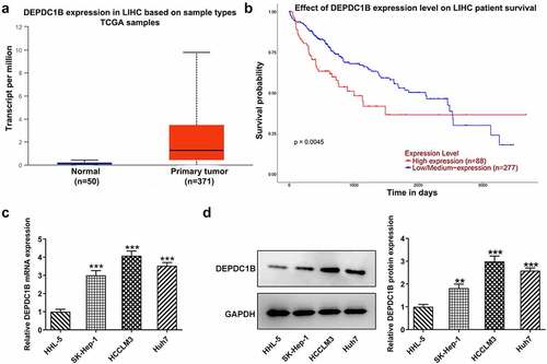 Figure 1. DEPDC1B is highly expressed in HCC cells. (a-b) DEPDC1B expression level and overall survival rate in HCC cells and normal liver tissues were showed on UALCAN database. (c-d) DEPDC1B expression in the HHL-5, SK-Hep-1, HCCLM3 and Huh7 was examined by RT-qPCR and Western blot assays. **P < 0.01, ***P < 0.001.