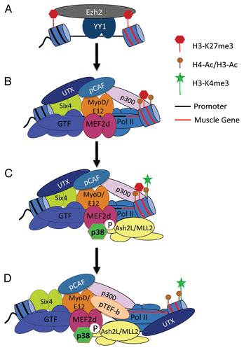 Figure 1 Model for the coordinate activation of PcG-repressed muscle genes. (A) The transcriptional repressor YY1 targets Ezh2 to muscle-specific genes, establishing the repressive H3K27me3 mark across the locus. (B) MyoD binding at the promoter, in conjunction with Mef2d and Six4, establishes a transcriptionally poised promoter characterized by a localized demethylation of H3K27me3 (limited to the promoter) and the presence of acetylated histones. However, transcriptional competency is not achieved due to the presence of repressive H3K27me3 mark within the gene. (C) Phosphorylation of Mef2d by p38 MAPK allows the recruitment of Ash2L/MLL2 complex leading to H3K4me3 within the gene. (D) Phosphorylation of the CTD of RNA Pol II allows the transfer of UTX onto the elongating polymerase to mediate demethylation into the gene, permitting muscle-specific gene expression. See text for further details.